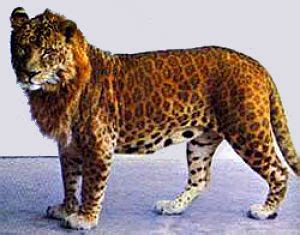 leopon mammalian hybrid.